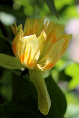 Liriodendron tulipifera 'Aureomarginatum' - liliovník tulipánokvětý - květ